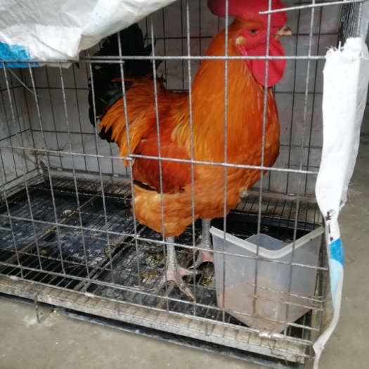 安顺青脚麻鸡苗 大种红毛公鸡
