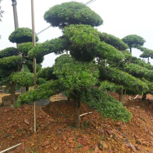 咸宁造型松树  造型罗汉松，美化庭院，高端大方！
