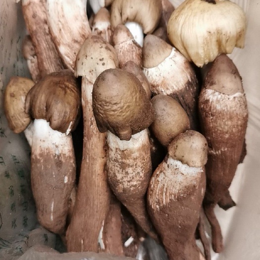内江 野生鸡枞菌