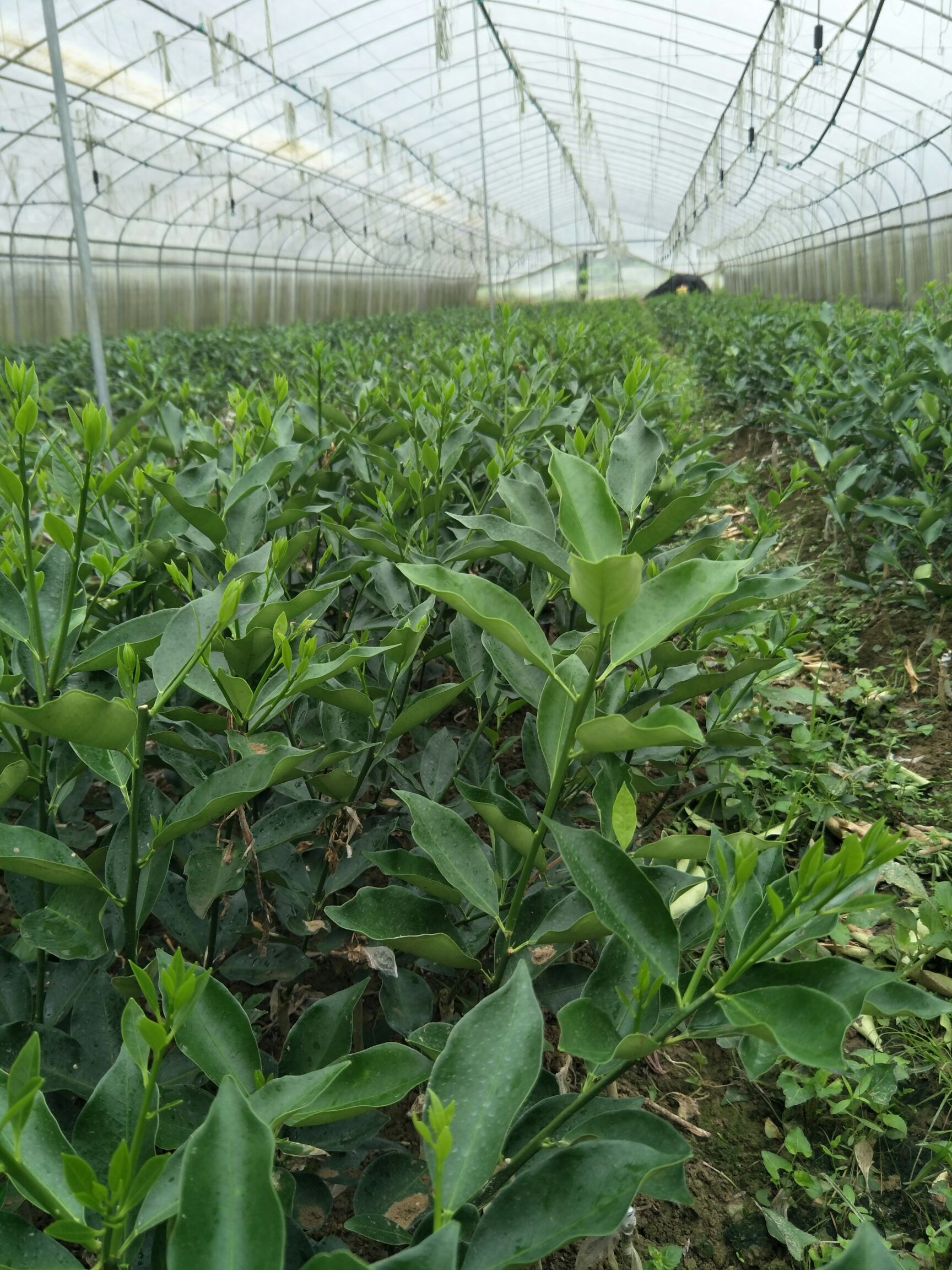  大量供应脆蜜金桔苗，要多更优惠，有现货供应商