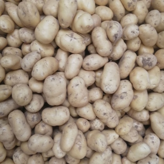 莱西市 新土豆大量上市