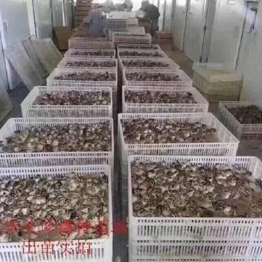 江门 鸡苗 七彩山鸡苗 统货