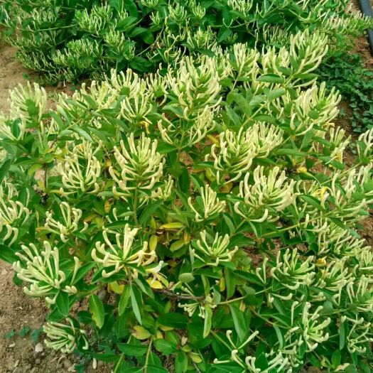 平邑县北花一号 50~60公分