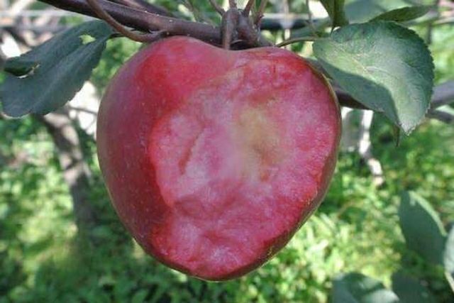 红肉苹果树苗  出售红肉苹果树4一一6公分粗