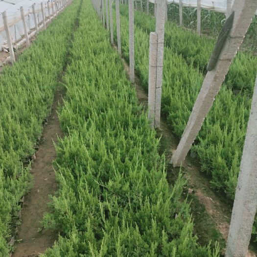 青州市 小龙柏，盆栽小龙柏，优质小龙柏
