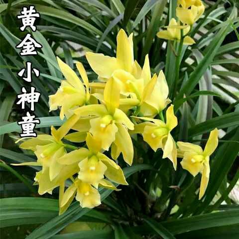 南靖县 兰花苗建兰四季兰（黄金小神童）室内植物绿植盆栽花卉带花苞