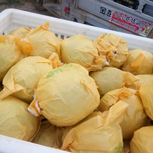 砀山县 梨翠玉梨