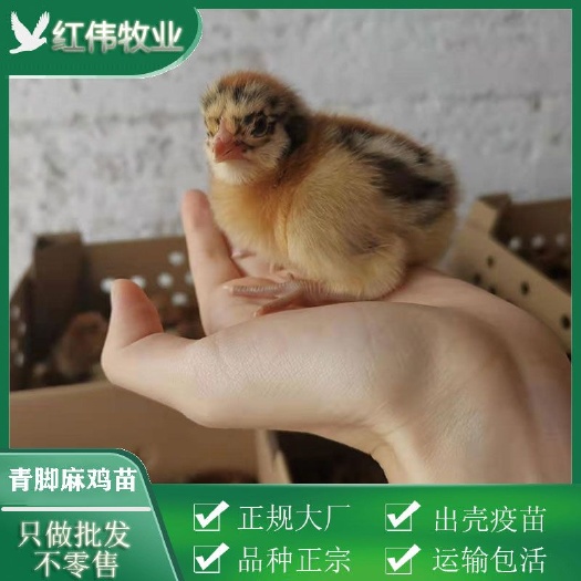 广州青脚麻鸡苗 包打疫苗 成活率高 包活到家