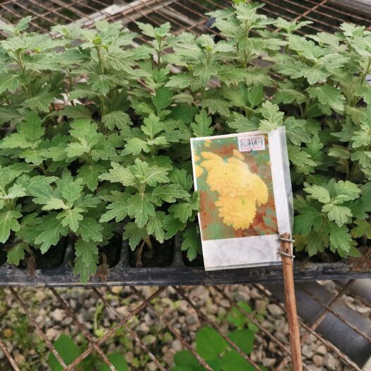 开封金丝黄菊苗