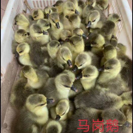 南宁马岗鹅苗 马岗鹅。包打好疫苗。有需要的老板可以了解了解