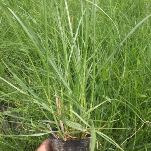 青州市 (劈芽)正宗小兔子狼尾草