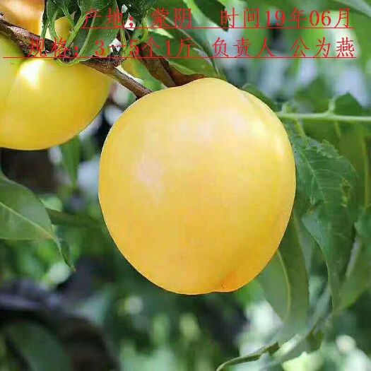 蒙阴县 山东沂蒙山精品黄桃又大又脆又甜产地现摘现发5斤包邮