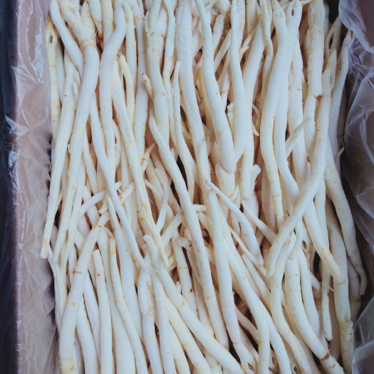 巴中 沙参批发，干度好，颜色好看