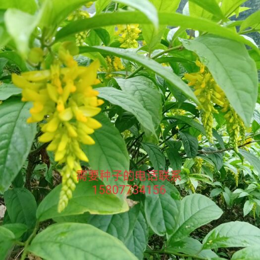 恭城县 黄花倒水莲正在开花的季节中，九月份有种子出售了