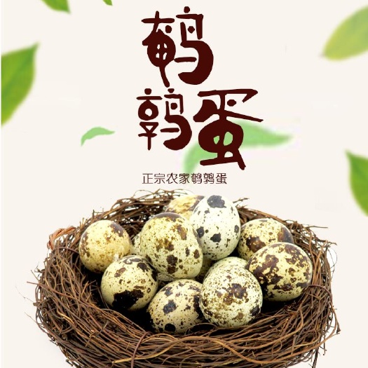农家散养新鲜土鹌鹑蛋孕妇宝宝辅食140枚