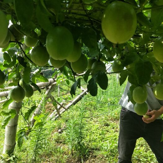 寻乌县紫红色百香果  江西寻乌百香果，一件代发