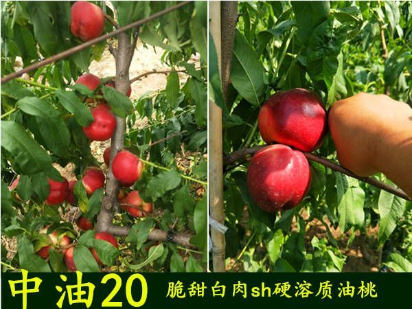 营口中油21号油桃苗  (中油20油桃苗)