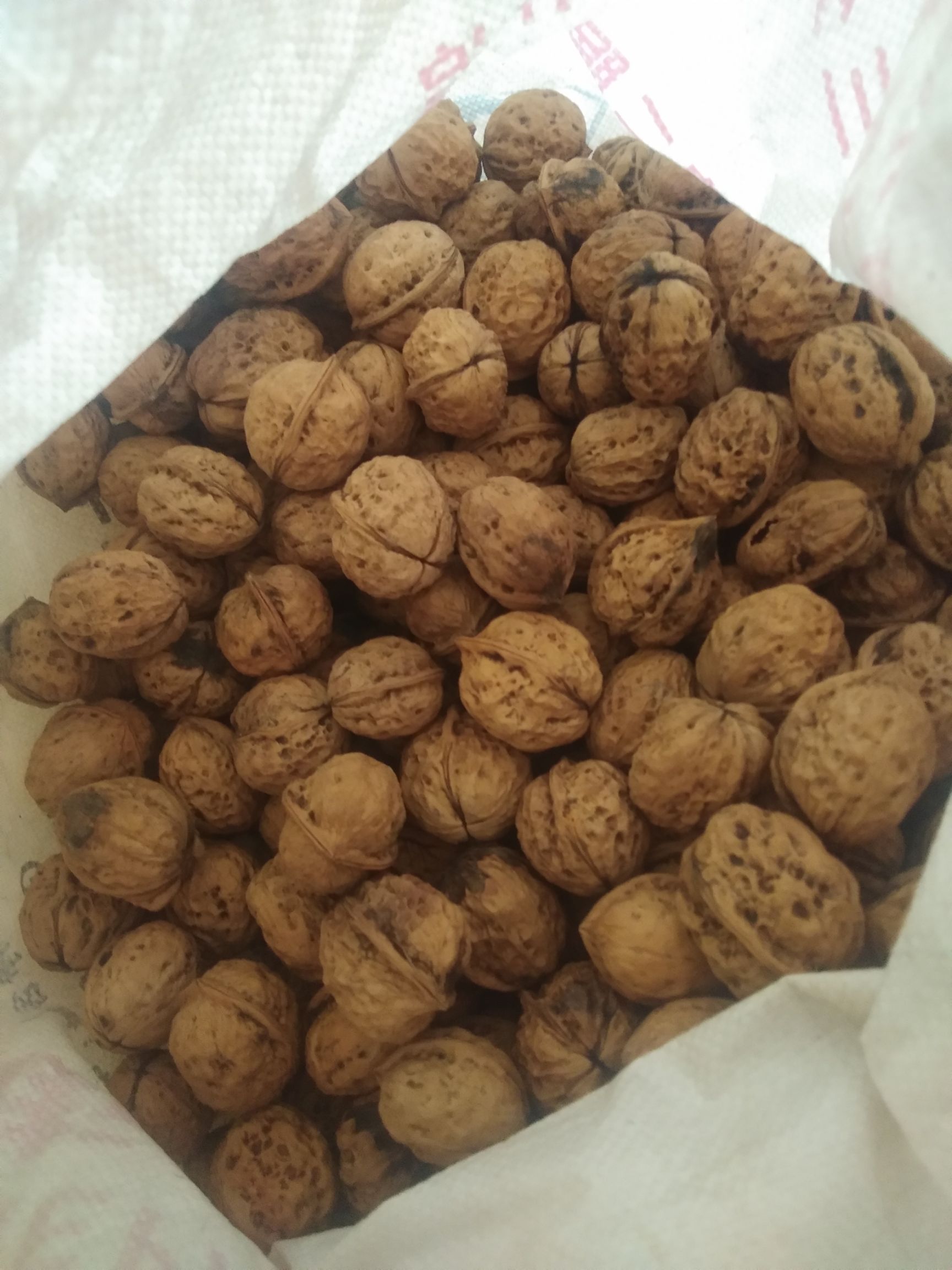  老家1000亩新鲜核桃马上可以吃了。