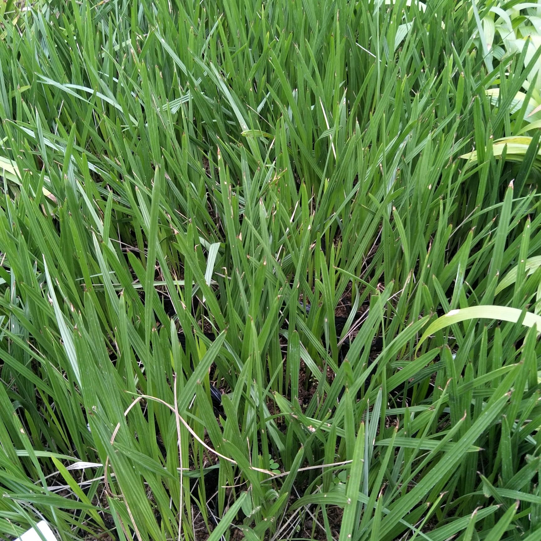 中东海枣苗棕榈科观叶植物园林绿化树