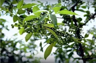 金堂县 淮口青花椒浓重上市，需要的朋友联系我!