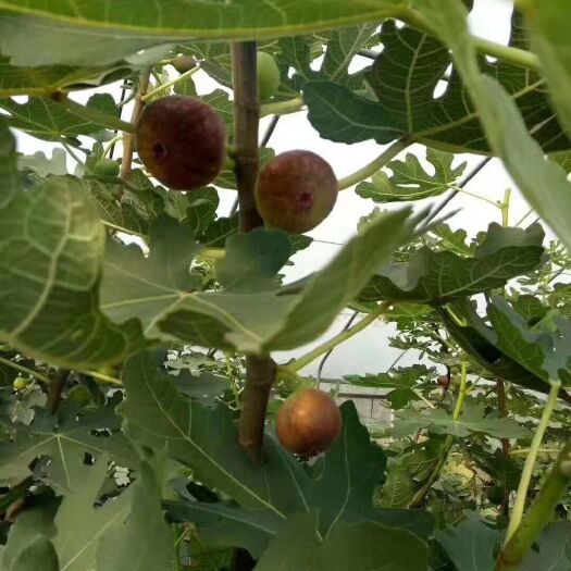 泰安 无花果树苗