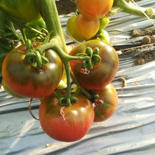 盐碱地西红柿 盘锦特产碱地柿子，自然成熟。