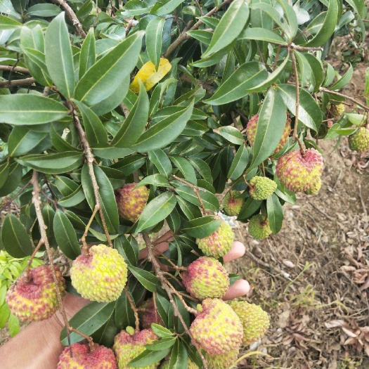 灵山县无核荔枝苗  嫁接荔枝树苗妃子笑桂味盆栽苗果树苗当年结果南北方种植