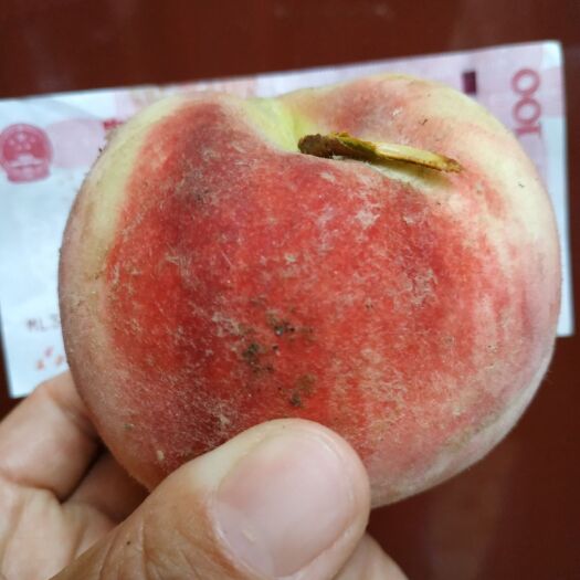 方城县早艳红桃 大量桃子成熟，口感脆甜，一元一斤，每天出货不低于五吨