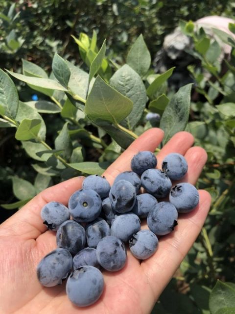  精品蓝莓