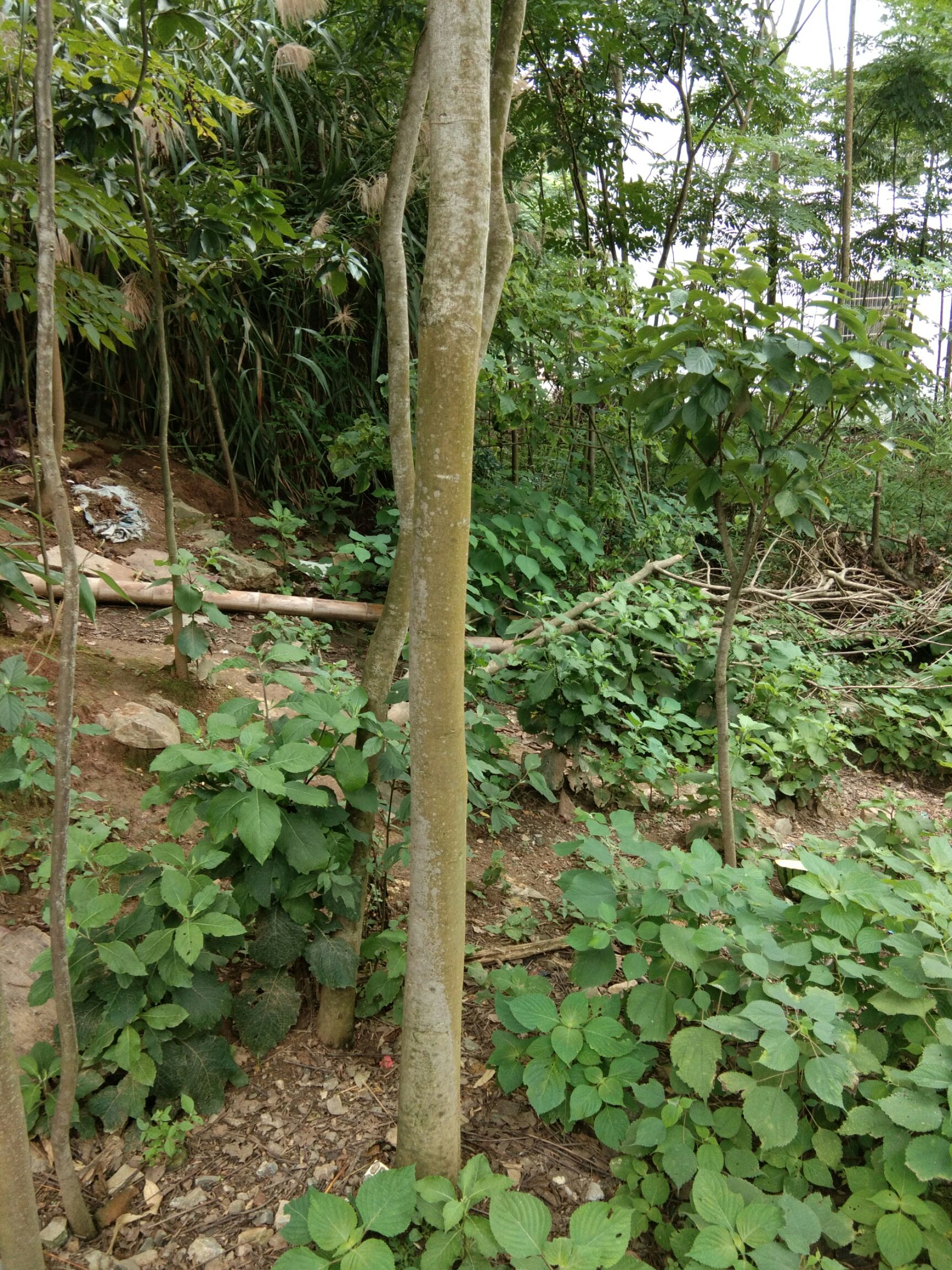  正宗黄山栾树苗出销，从1公分到20公分的都有，欢迎订购