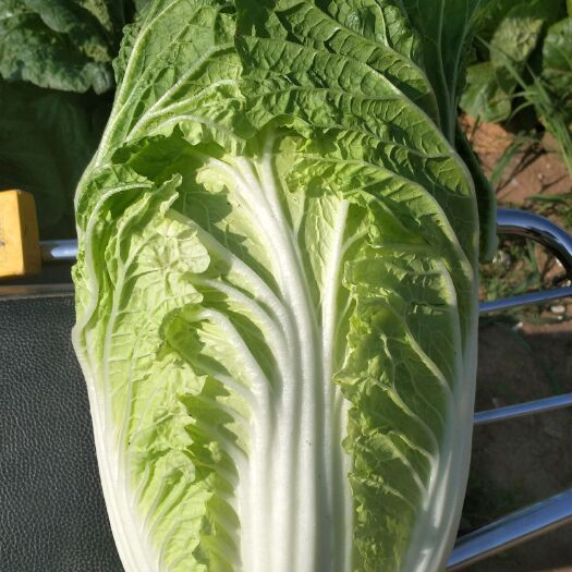 围场县黄心白菜