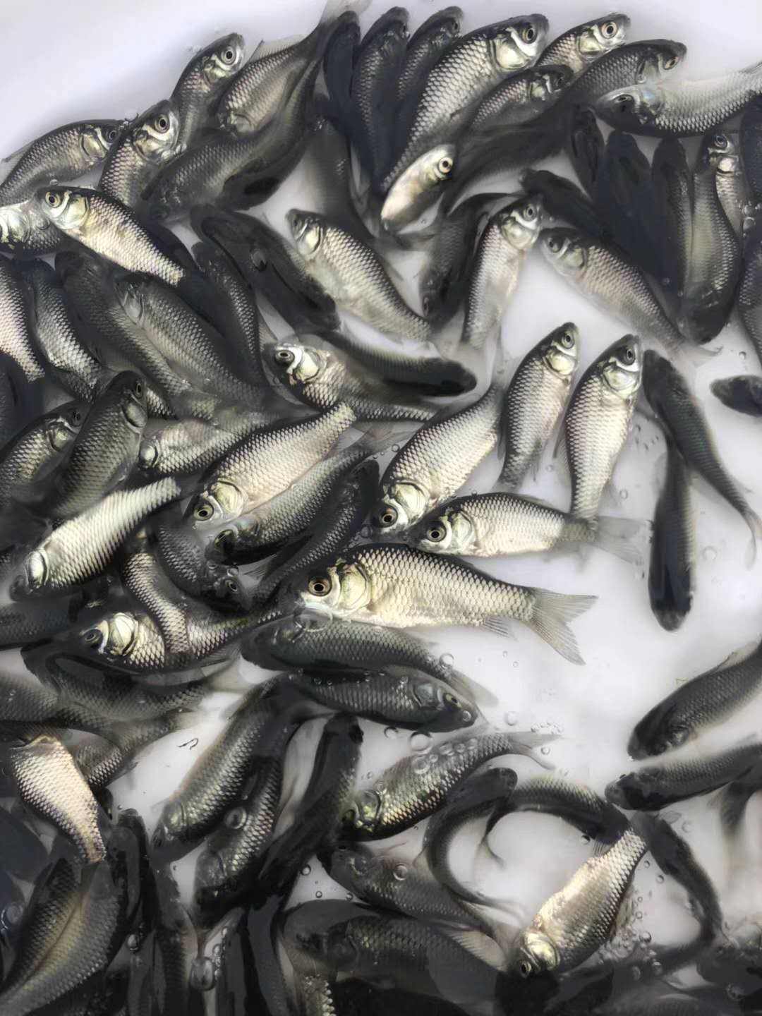  草鱼苗，鲫鱼苗，鲤鱼苗，保证质量送货上门