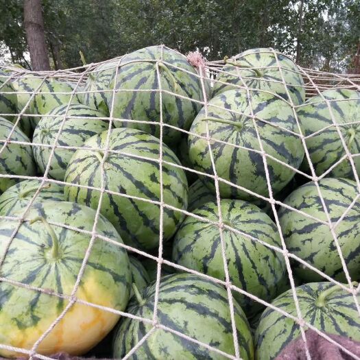 太康县8424西瓜 8424美都大量上市需要的老板联系了