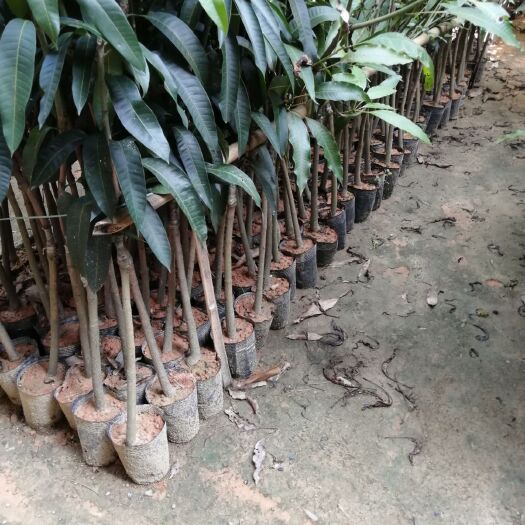 灵山县金煌芒果苗