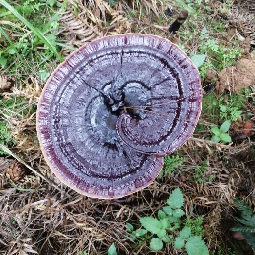 黎平县 贵州林下纯黑灵芝，质量优肉质好味道浓