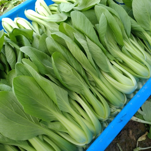 南通金品28青梗菜 1~2两