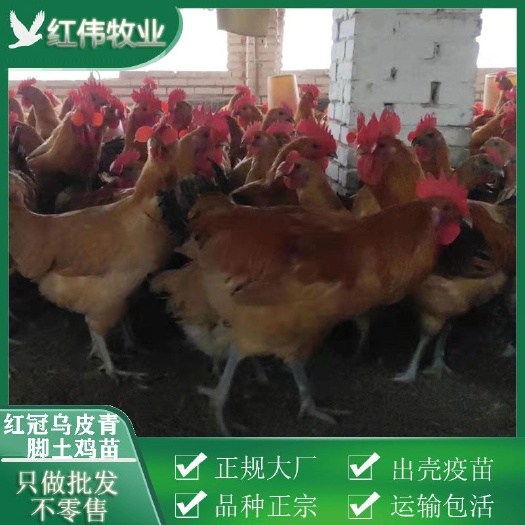 广州乌皮红冠土鸡 红冠乌皮青脚土鸡 优惠处理 湖南广州