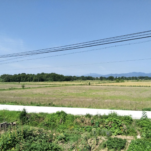 怀宁县水田 大量稻田流转
