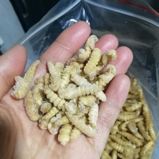 宝鸡 大麦虫蛹 大麦蛹
