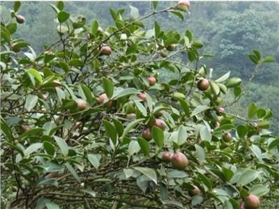 祁阳市 山茶油