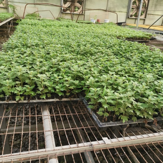 开封金丝黄菊苗 菊花五色草及造型