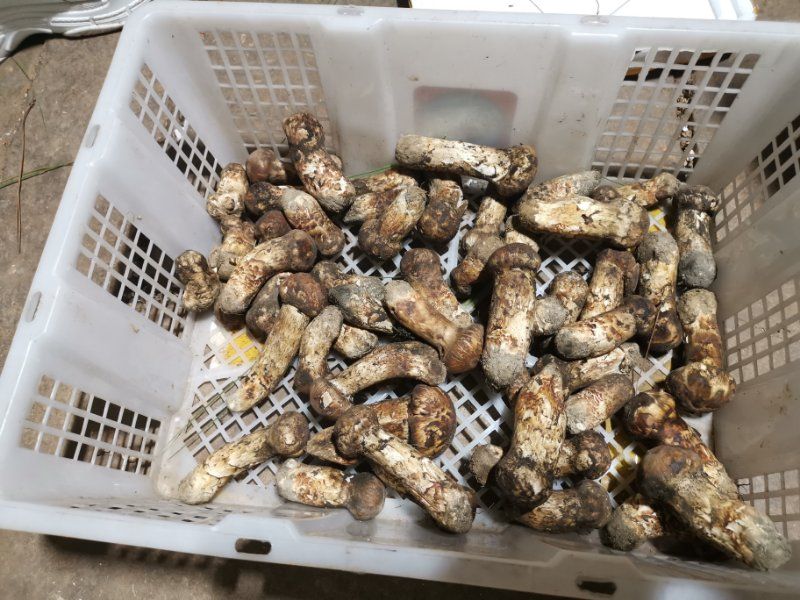  香格里拉新鲜松茸西藏松茸5cm 以上