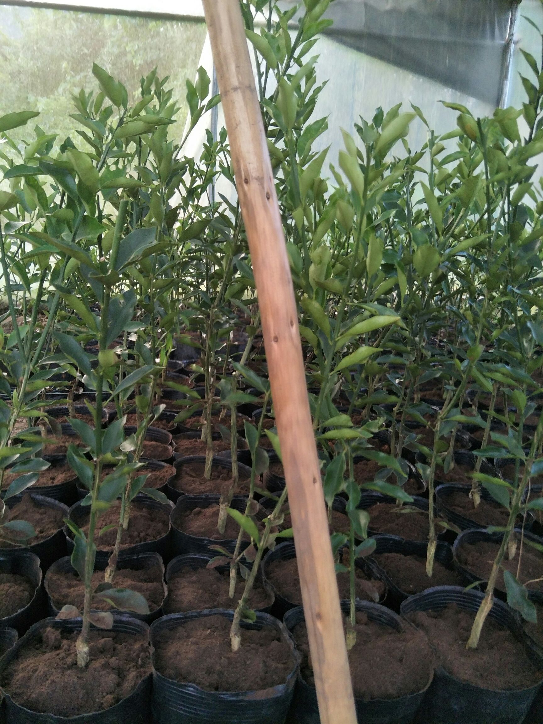  大量供应脆蜜金桔苗，要多更优惠，有现货供应商
