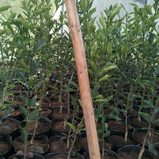 永福县 大量供应脆蜜金桔苗，要多更优惠，有现货供应商