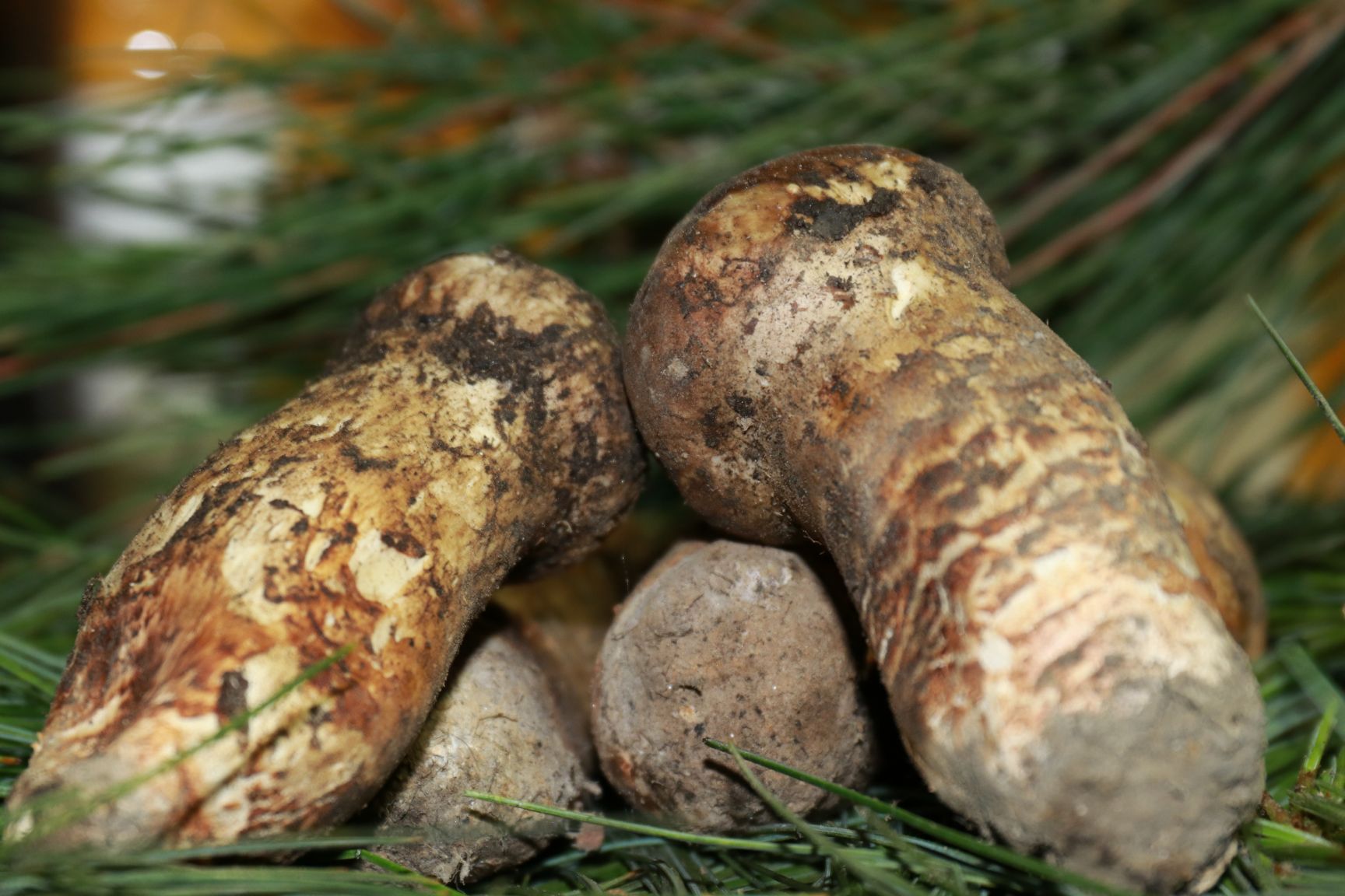  香格里拉新鲜松茸西藏松茸5cm 以上