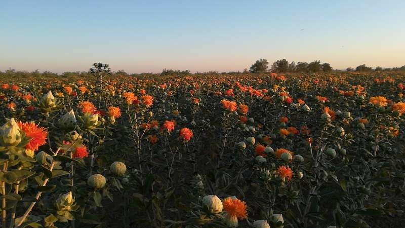 奇台县 新疆红花，转钱的机会和你一起分享