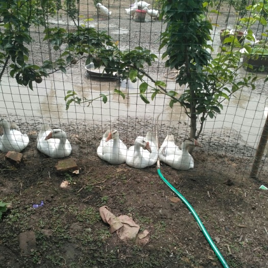 阜南县大三花鹅 养4个月了