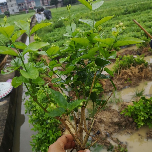 横州市白色茉莉 4年茉莉带花苞出货
