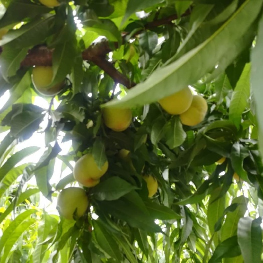 江陵县 纯绿色食品，江陵三湖黄桃。