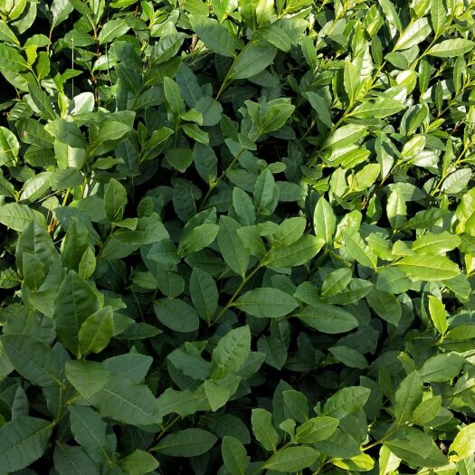 三江县乌牛早茶苗 嫁接苗 0.5米以下